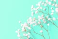 Flowers composition. Gypsophila flowers on emerald background. Spring or summer concept. Flat lay, top view, copy space Royalty Free Stock Photo