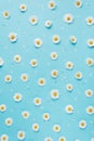 Flowers composition. Pattern made of chamomiles, petals on pastel blue background.