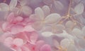 Flowers composition. Pattern made of hydrangea flowers different colors on white background. Beautiful spring, summer background. Royalty Free Stock Photo