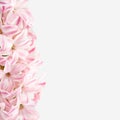 Flowers composition. Pink, rose quartz hyacinth on a white background. Concept spring postcard, greeting card wedding, birthday, Royalty Free Stock Photo