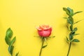 Flowers composition. Rose flowers and eucalyptus branches on yellow background. Flat lay, top view, copy space