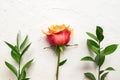 Flowers composition. Rose flower and Ruscus branches on white concrete background. Flat lay, top view, copy space