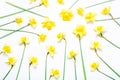 Flowers composition. Spring narcissus flowers on white background.