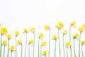 Flowers composition. Spring narcissus flowers on white background.