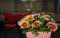 Flowers composition on table in empty conference room, office Royalty Free Stock Photo