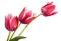 Composition from three pink tulips isolated on white background Royalty Free Stock Photo