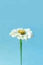 Flowers composition. White flower zinnia on blue background. Spring, summer concept. Flat lay, top view, copy space. Royalty Free Stock Photo