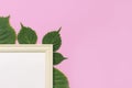 Flowers composition. White wooden photo frames with blank paper, fresh green hydrangea leaves on pink background. Flat lay top Royalty Free Stock Photo