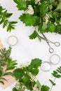 Flowers composition. Workspace with green leafs. Top view, flat lay. Royalty Free Stock Photo