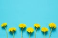 Flowers composition. Yellow flowers of dandelions on white background.