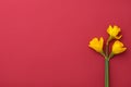 Flowers composition. Yellow narcissus on red background. Spring, 8 of march, woman day, mothers day, easter concept. Flat lay, top