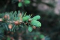 Flowers of the conifers spruce, fir called strobili. Close-up of a young shoot of a coniferous tree with small green cones Royalty Free Stock Photo