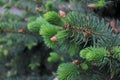 Flowers of the conifers spruce, fir called strobili. Close-up of a young shoot of a coniferous tree with small green cones Royalty Free Stock Photo