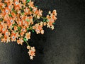Flowers with coral petals on a black structural background. Royalty Free Stock Photo