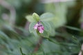 Flowers of a coralberry, Symphoricarpos orbiculatus