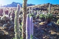 Flowers in Cordillera