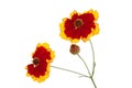 Flowers Of Coreopsis