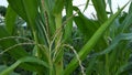 Flowers of corn, pollen which starts in the fruit to become Royalty Free Stock Photo