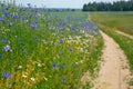 Flowers of cornflowers in a field with oats on the edge of a rural road Royalty Free Stock Photo