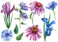 Flowers cornflowers, iris, bluebells, echinacea. Watercolor botanical illustration, set of floral elements