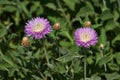 Flowers cornflowers on a spring meadow.