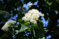 Flowers of Cornus controversa Royalty Free Stock Photo