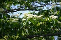 Flowers of Cornus controversa Royalty Free Stock Photo