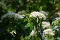 Flowers of Cornus controversa