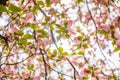 Flowers of Cornus florida in spring day in Pruhonice Park near Prague, Czech Republic