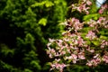 Flowers of Cornus florida in spring day in Pruhonice Park near Prague, Czech Republic Royalty Free Stock Photo