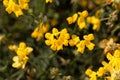 Flowers of Coronilla minima Royalty Free Stock Photo