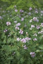 Flowers of Coronilla varia plant