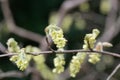 Flowers of Corylopsis glabrescens