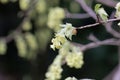 Flowers of Corylopsis glabrescens