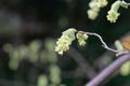 Flowers of Corylopsis glabrescens