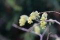 Flowers of Corylopsis glabrescens