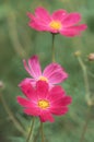 Flowers of the cosmos are brightly pink on a green background in the garden. Selective focus. Royalty Free Stock Photo