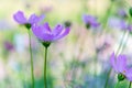 Flowers Cosmos in the meadow, blue sky background. Royalty Free Stock Photo