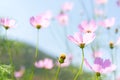 Flowers Cosmos in the meadow, blue sky background. Royalty Free Stock Photo