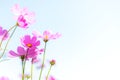 Flowers Cosmos in the meadow, blue sky background.