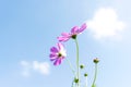 Flowers Cosmos in the meadow, blue sky background. Royalty Free Stock Photo