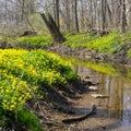 Bright Yellow Flowers Surround the Winding Spring Creek