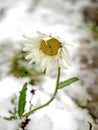 flowers covered with the first snow