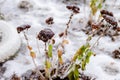 Flowers covered with ice. Freezing outside.