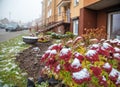 Flowers covered with snow near the house