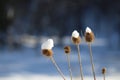 Flowers covered with white  snow Royalty Free Stock Photo