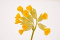 Flowers of cowslip, Primula Veris Royalty Free Stock Photo
