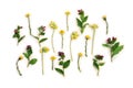 Flowers cowslip Primula veris, petrella, herb peter, paigle, peggle , lungwort, farfara, on a white background