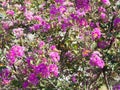 Flowers of crape myrtle Royalty Free Stock Photo