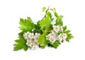 Flowers Crataegus hawthorn quickthorn thornapple May-tree, whitethorn or hawberry. Isolated